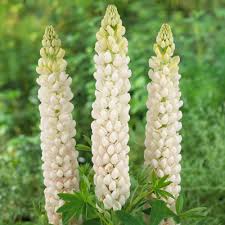 Perennial shrubs for shaded areas plants shade zone 5 hardy uk. Lupinus Polar Princess Perennial Flower For Sale Free Uk Delivery