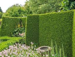Planting a living fence is one option for creating privacy in your yard. Block Unsightly Views Evergreen Screening Plant Solutions