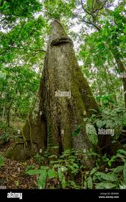 Image result for Cedrela