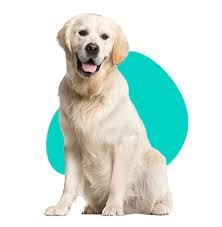 Image result for zlatý retrívr