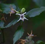 Image result for Mellera nyassana