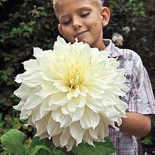 Check spelling or type a new query. Giant Dinnerplate Dahlia Fleure K Van Bourgondien