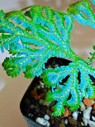 Image result for Selaginella congoensis