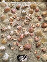 ManySeashells