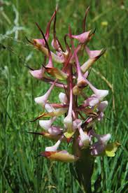 Image result for Disa cryptantha