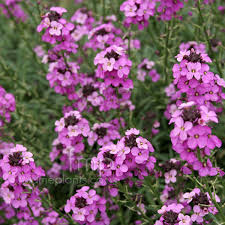 In sweet purples and delicate pinks the bouquet of petals jumps out from the cream background. Erysimum Linifolium Bowles Mauve Perennial Wallflower Information Pictures Cultivation Tips