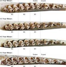 Aging A Deer By Examining Its Jawbone