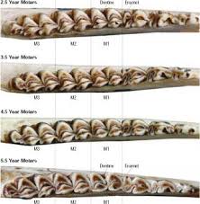 Aging A Deer By Examining Its Jawbone