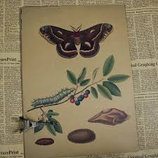 Us 1 7 Butterfly Chart Vintage Poster Retro Painting Wall Art Sticker Home Decoration Classic Print And Picture Bar Cafe Paint 30 21cm In Painting