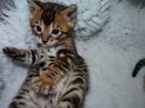 Available Kittens - Bengal Kittens