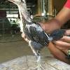 Telur ayam birma original warna hijau sudah dikenal di kalangan botoh ayam, karena kebanyakan telur ayam. 1