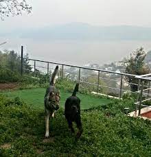 chas can istanbulkopekegitimi instarott inswolf istaistanbul istanbulkopekegitimmerkezi k9 kopekpansiyonu kop kopek egitimi alman coban kopegi kopek