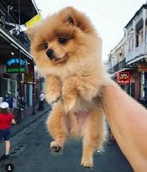Kong Da Savage Dogs Cute Animals Cute Little Animals