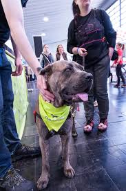 Pin Von Nutricanis Auf Von Und Mit Hundeliebhabern Mit Bildern Getreidefreies Hundefutter Hunde Futter Gesundes Hundefutter