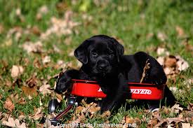 Where can i buy a labrador retriever in wisconsin? Black Labrador Retriever Akc Puppy Lying In A Minature Radio Flyer Wagon Fall Birchwood Wi Linda Freshwaters Arndt