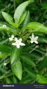 Image result for Volkameria