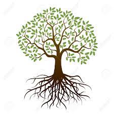 Oak Tree And Roots Vector Illustration Oak Tree Drawings Tree Illustration Oak Tree Pictures