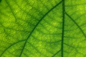 Ð ÐµÐ·ÑƒÐ»ÑŒÑ‚Ð°Ñ‚ Ð¿Ð¾ÑˆÑƒÐºÑƒ Ð·Ð¾Ð±Ñ€Ð°Ð¶ÐµÐ½ÑŒ Ð·Ð° Ð·Ð°Ð¿Ð¸Ñ‚Ð¾Ð¼ "Ð»Ð¸ÑÑ‚Ñ Ñ„Ð¾Ñ‚Ð¾"