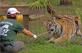 There are 686 joe exotic zoo for sale on etsy, and they. Tiger King Joe Exotic Loses Zoo To Carole Baskin Amid Tm Dispute
