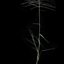 Image result for Trichoneura schlechteri