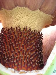 Image result for Amorphophallus goetzei