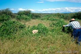 Image result for Macrotyloma daltonii