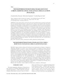 Image result for Brachiaria subulifolia