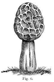 Black And White Mushroom Seven Varieties Of Mushrooms Free Clip Art Botanical Illustration Black And White Mushroom Drawing Mushroom Art