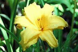 Check spelling or type a new query. Day Lilies Many Varieties Aspca