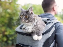The friendly, professional team at vca encina veterinary medical center provides specialty and emergency care to pets in walnut creek and surrounding communities. Welcome To East Bay Veterinary Clinic Oakland Gp Veterinarians