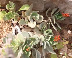 Image result for Kalanchoe latisepala