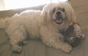 Check spelling or type a new query. Lhatese Dog Breed Information And Pictures