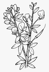 Download And Share Transparent Flower Plant Png Larkspur Coloring Pages Cartoon Seach More Similar Free T Flower Coloring Pages Transparent Flowers Flowers Larkspur png images, larkspur flower tattoo, candle larkspur, larkspur flower tattoos transparent png. pinterest