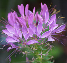 Image result for Cleome spinosa