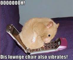 Hamster Chair Dierenhumor Hamster Grappig
