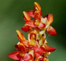 Image result for Disa welwitschii