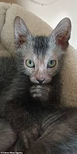 Maybe you would like to learn more about one of these? Werewolf Cat Breeder Reveals Her Adorable Kittens That Look Like Terrifying Creatures Of The Night Daily Mail Online