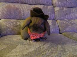 Discreet Careful Confidential Unnoticeable Cute Baby Bunnies Baby Animals Cute Baby Animals