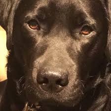 Our dogs excel as obedience, hunting, and therapy dogs but most importantly they are wonderful family companions. Hucklebarry Hill English Labrador Retrievers Llc Home Facebook