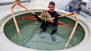Believe the world record blue crab was 11 inches and it is at the virginia institute of marine studies. World S Biggest Crabs Youtube