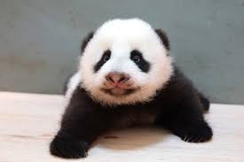 Animal Tracks Sept 25 Oct 2 Panda Panda Bear Cute Panda