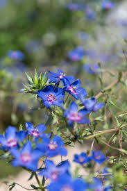 Image result for Lysimachia monelli