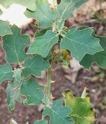 Image result for Solanum anguivi