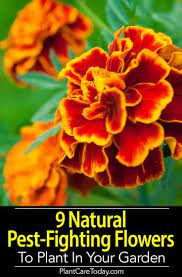 Maybe you would like to learn more about one of these? 9 Natural Pest Fighting Flowers To Plant In Your Garden Garden Pest Control Planting Flowers Garden Pests