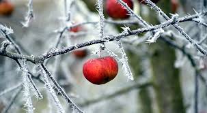How to protect newly planted shrubs from frost oftentimes we plant shrubs to create a privacy screen around our yards. How To Protect Tropical Fruit Trees From Cold Garden Of Luma