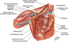 Learn about internal thoracic artery all of its branches, its terminal branches and its clinical the internal thoracic arteries go down lateral to the sternum on either behalf and give off different. Anatomy Of The Thoracic Wall Pulmonary Cavities And Mediastinum Springerlink