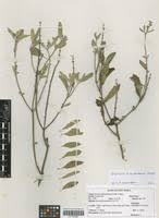 Image result for Ocimum filamentosum