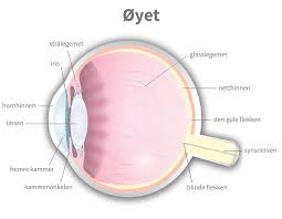 28 år senere havnet hun på operasjonsbordet. Oyets Anatomi Memira