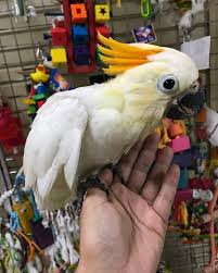 Get free goffin cockatoo names now and use goffin cockatoo names immediately to get % off or $ off scientific name: Citron Cockatoo For Sale Citron Crested Cockatoo Cockatoo Parrots For Sale
