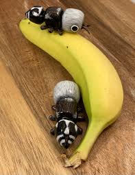 Image result for panda ant